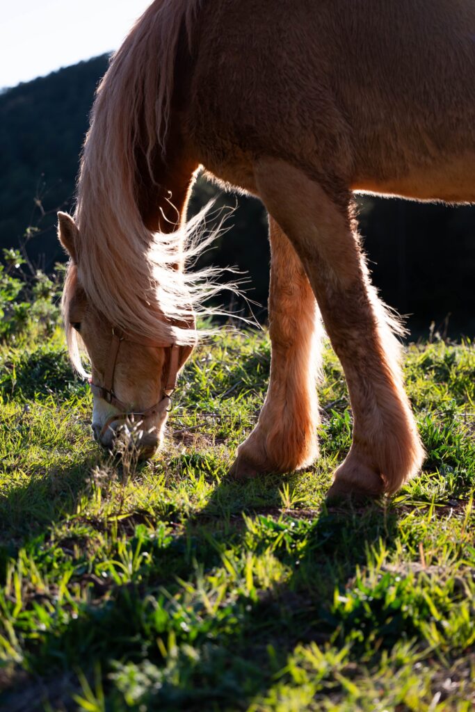 Animals — Torres de Selma